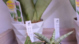 サンスベリア勢揃い!ムーンシャイン、サムライドワーフ、ボンセレンシス|多肉植物専門店リュミエール葛飾店_20260601