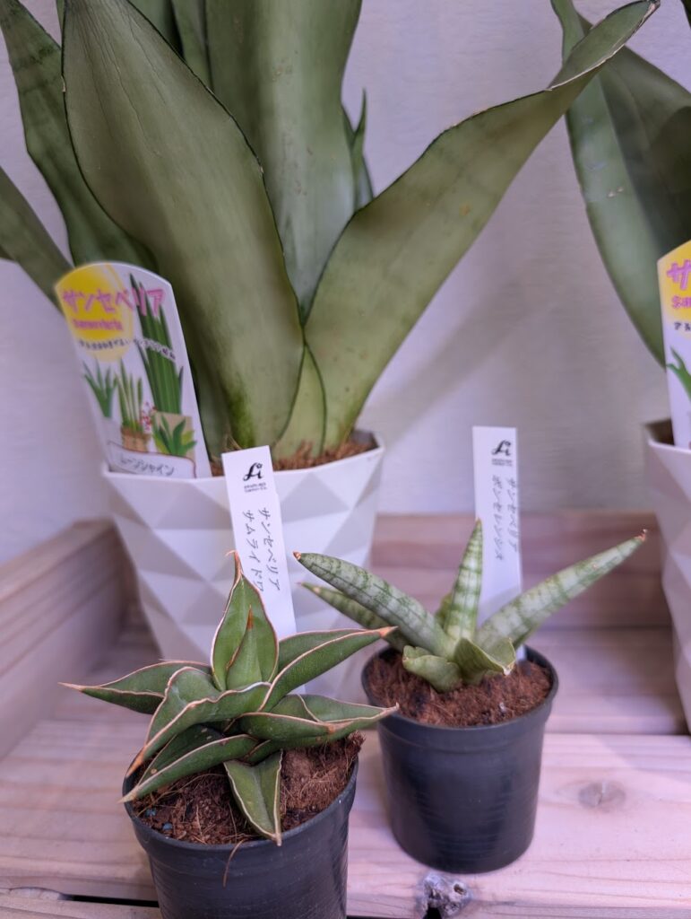 サンスベリア勢揃い!ムーンシャイン、サムライドワーフ、ボンセレンシス|多肉植物専門店リュミエール葛飾店_20260601