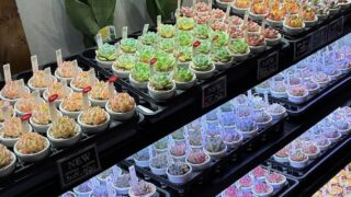 東京でエケベリアがたくさん並ぶ無人販売店|多肉植物専門店リュミエール葛飾店_20260602