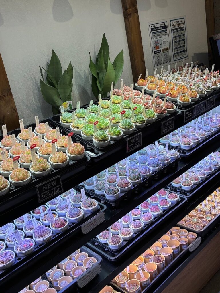 エケベリアがたくさん入荷しています！|多肉植物専門店リュミエール葛飾店_20260602