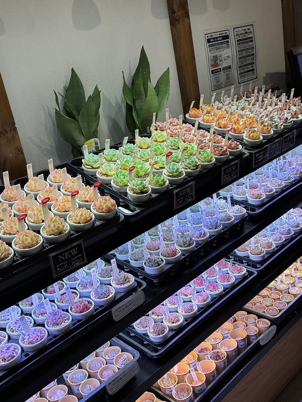 東京でエケベリアがたくさん並ぶ無人販売店|多肉植物専門店リュミエール葛飾店_20260602