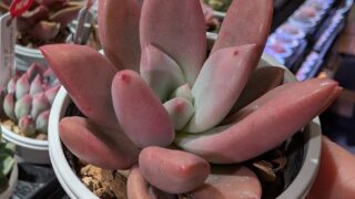 東京でエケベリアがたくさん並ぶ無人販売店|多肉植物専門店リュミエール葛飾店_20260603