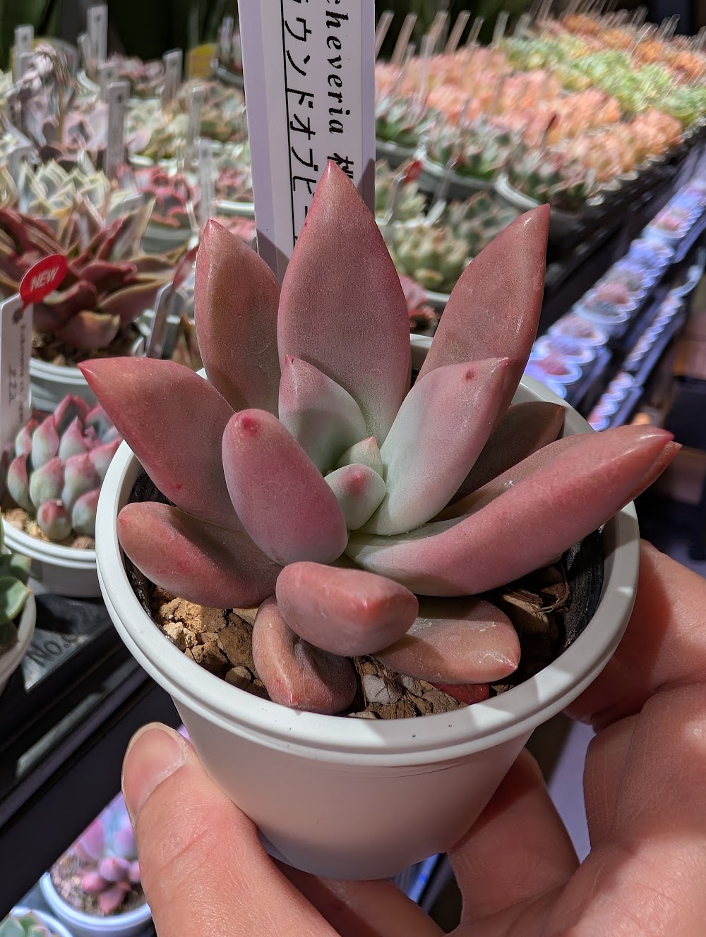 東京でエケベリアがたくさん並ぶ無人販売店|多肉植物専門店リュミエール葛飾店_20260603