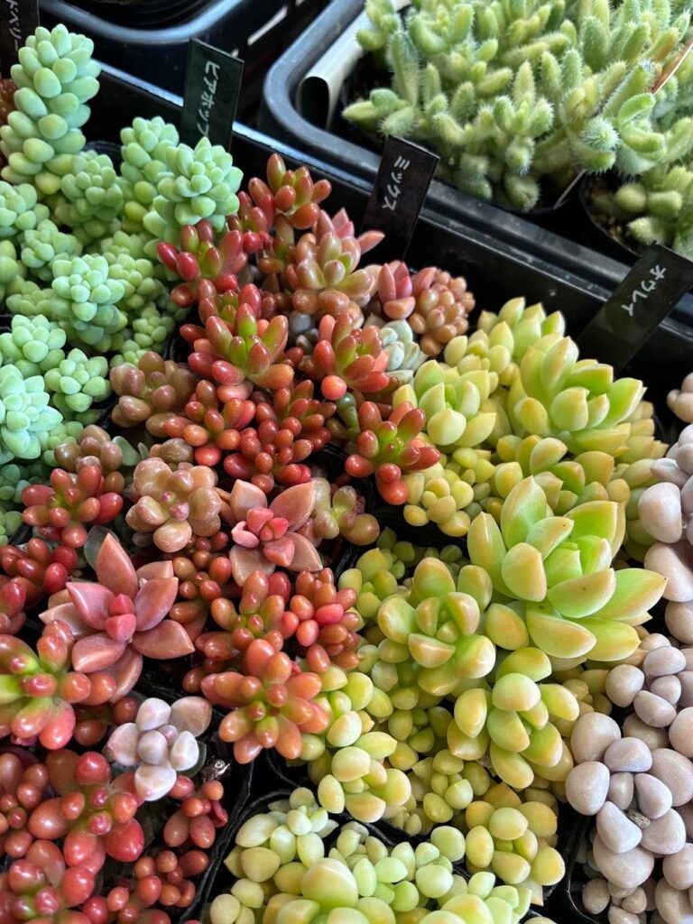 寄植えに使いたくなるカラフルなつぶつぶ系多肉|多肉植物専門店リュミエール葛飾店_20260604