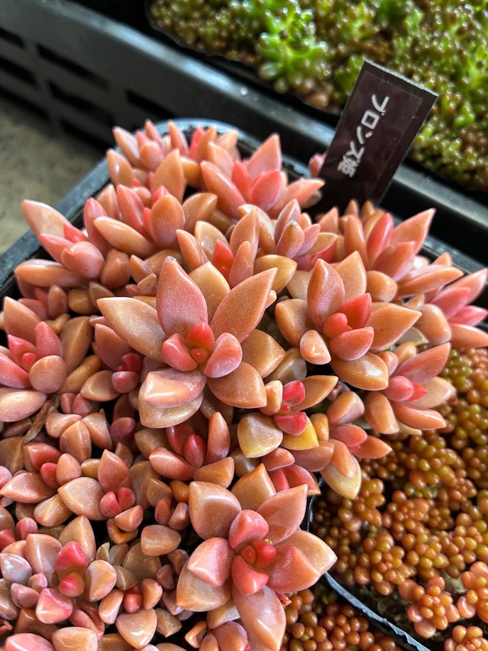 真っ赤に紅葉するブロンズ姫|多肉植物専門店リュミエール葛飾店_20260604