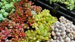 つぶつぶ系多肉が勢揃い|多肉植物専門店リュミエール葛飾店_20260604