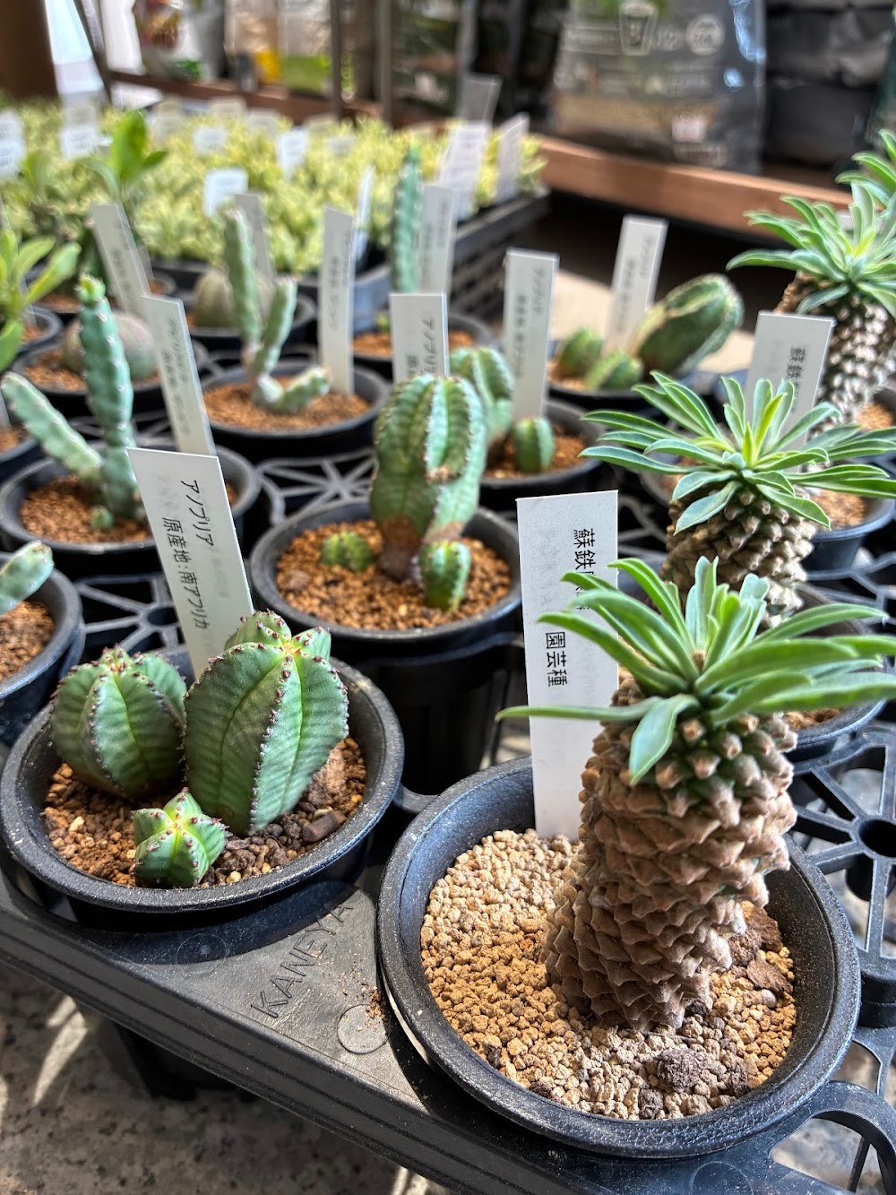 アノプリア！お得なユーフォルビアが再入荷！|多肉植物専門店リュミエール葛飾店_20260604