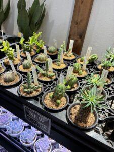 ユーフォルビア綴化も入荷！|多肉植物専門店リュミエール葛飾店_20260604