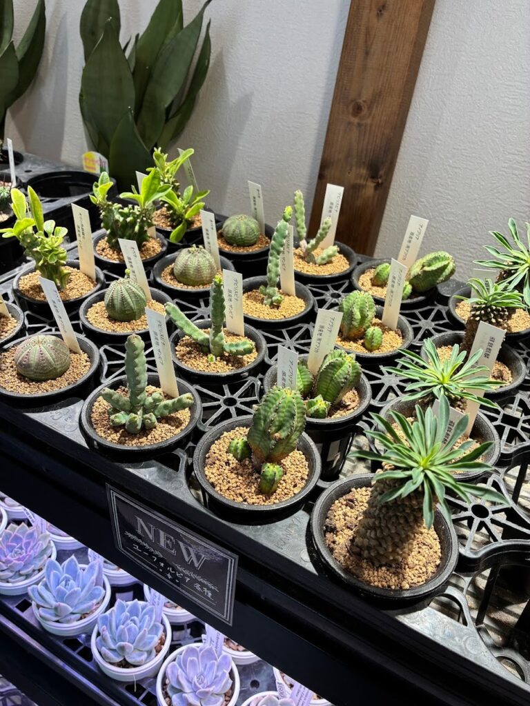 ユーフォルビア綴化も入荷！|多肉植物専門店リュミエール葛飾店_20260604