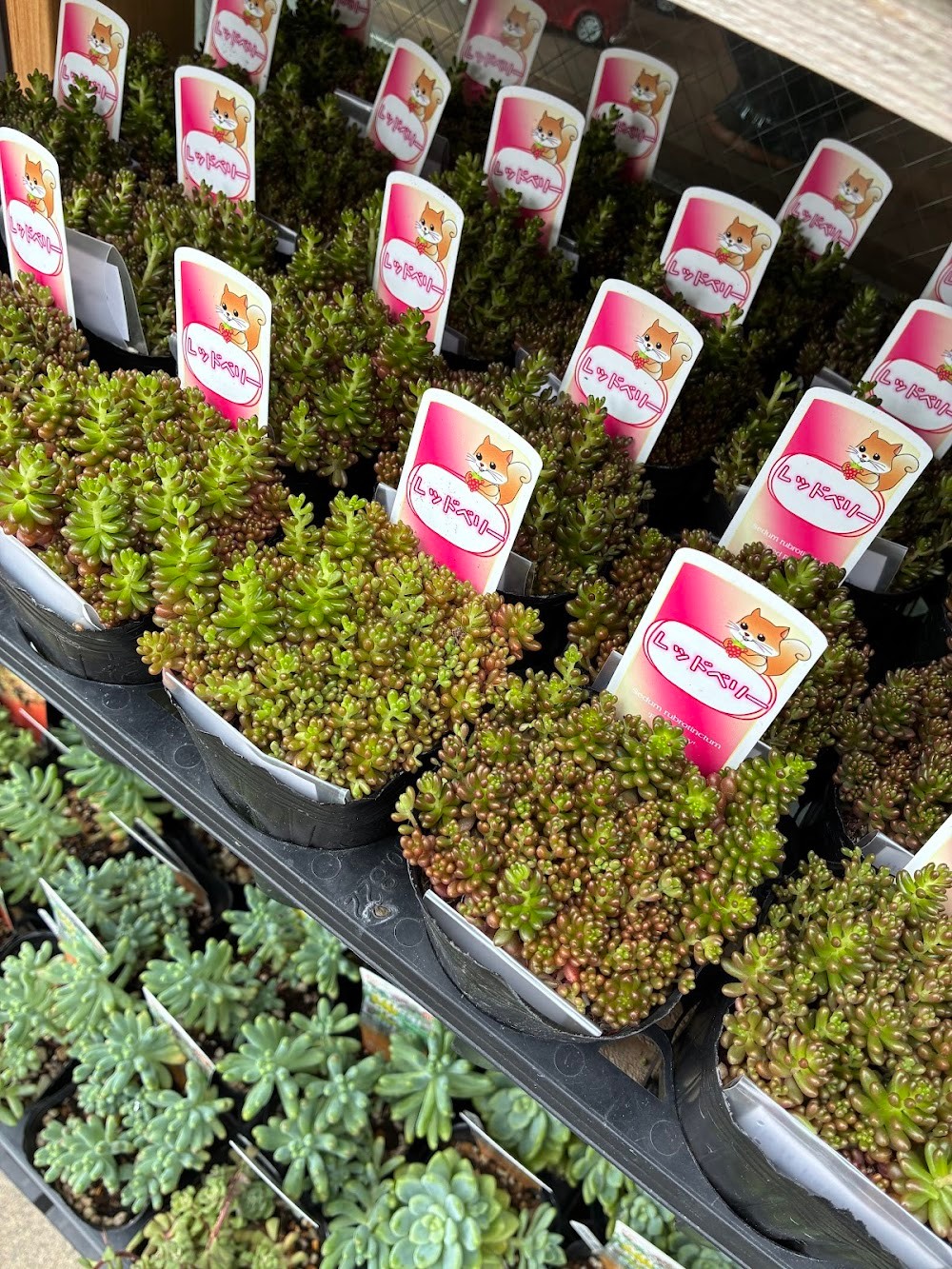 人気のつぶつぶレッドベリー|多肉植物専門店リュミエール葛飾店_20260604