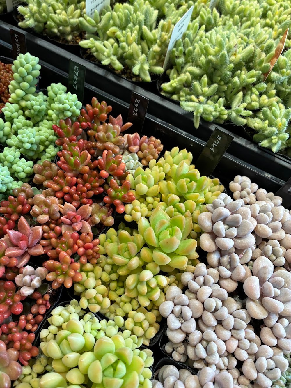 つぶつぶ系多肉が勢揃い|多肉植物専門店リュミエール葛飾店_20260604