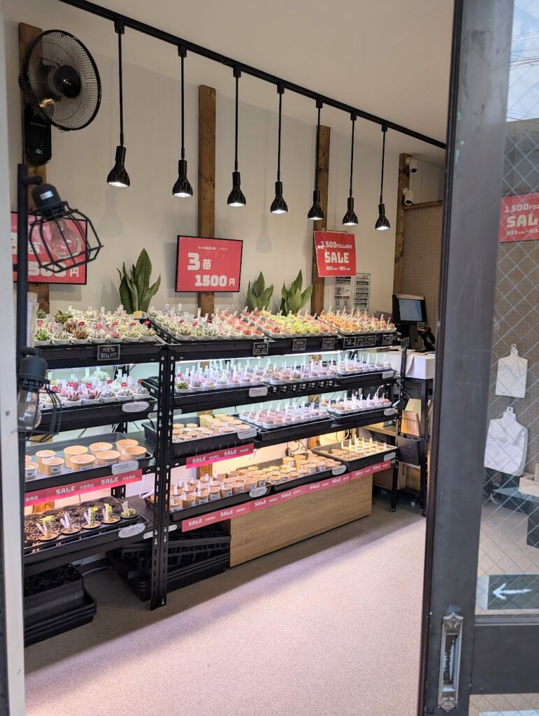 東京でエケベリアがたくさん並ぶ無人販売店|多肉植物専門店リュミエール葛飾店_20260606