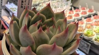 東京でエケベリアがたくさん並ぶ無人販売店|多肉植物専門店リュミエール葛飾店_20260606