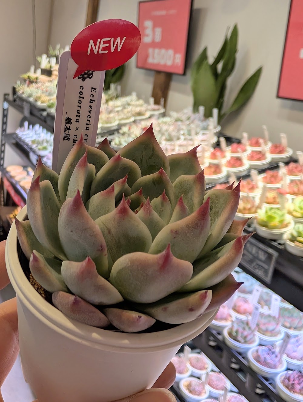 東京でエケベリアがたくさん並ぶ無人販売店|多肉植物専門店リュミエール葛飾店_20260606