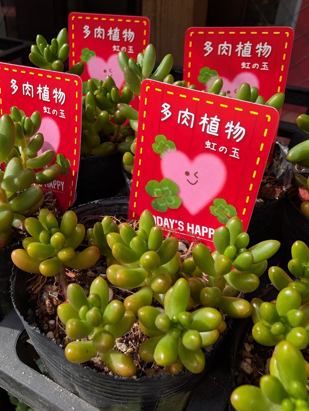 東京でエケベリアがたくさん並ぶ無人販売店|多肉植物専門店リュミエール葛飾店_20260607