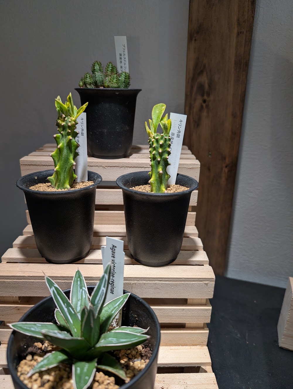 東京でエケベリアがたくさん並ぶ無人販売店|多肉植物専門店リュミエール葛飾店_20260607