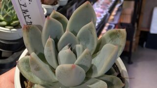 東京でエケベリアがたくさん並ぶ無人販売店|多肉植物専門店リュミエール葛飾店_20260607