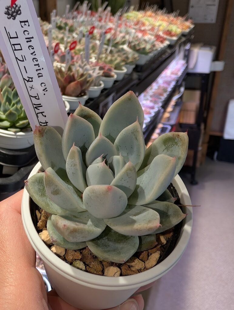 ✨️✨️コロラータ×アルビカンス✨️虹の玉✨️キリン角錦✨️プ