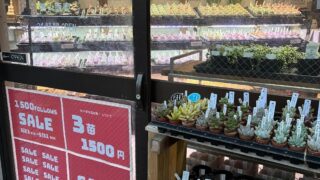 東京でエケベリアがたくさん並ぶ無人販売店|多肉植物専門店リュミエール葛飾店_20260609