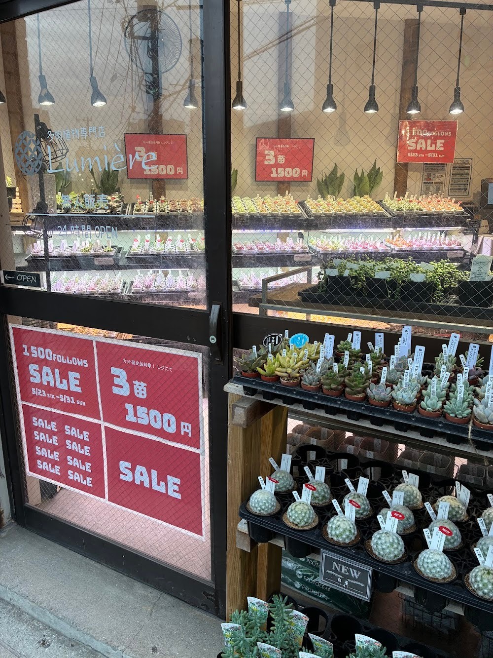 東京でエケベリアがたくさん並ぶ無人販売店|多肉植物専門店リュミエール葛飾店_20260609