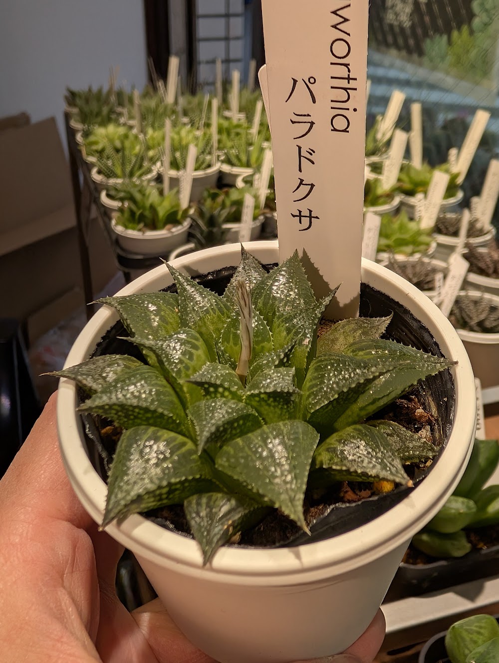 東京でエケベリアがたくさん並ぶ無人販売店|多肉植物専門店リュミエール葛飾店_20260611