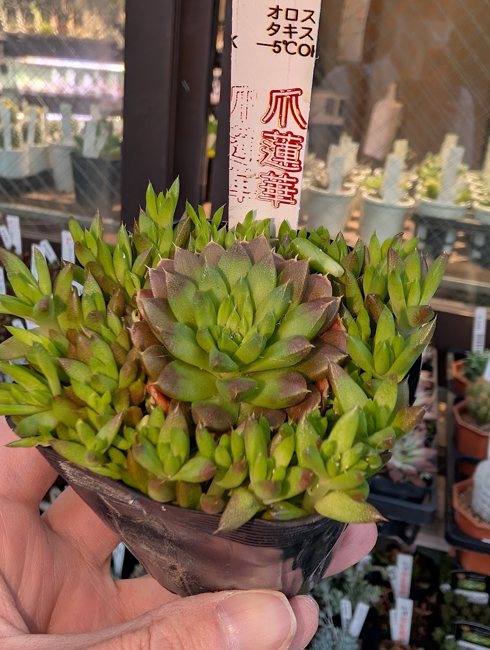 東京でエケベリアがたくさん並ぶ無人販売店|多肉植物専門店リュミエール葛飾店_20260611