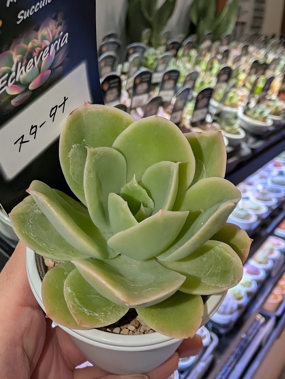 東京でエケベリアがたくさん並ぶ無人販売店|多肉植物専門店リュミエール葛飾店_20260611