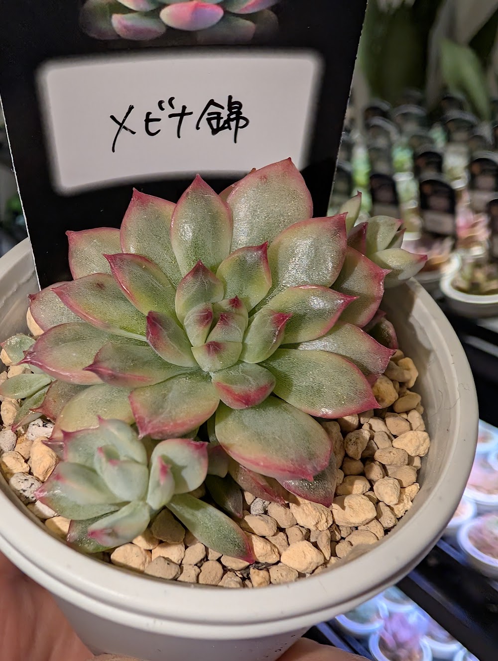 東京でエケベリアがたくさん並ぶ無人販売店|多肉植物専門店リュミエール葛飾店_20260611