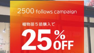 東京でエケベリアがたくさん並ぶ無人販売店|多肉植物専門店リュミエール葛飾店_20260612