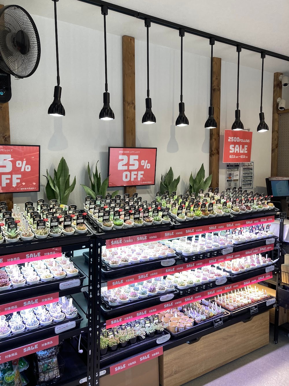 東京でエケベリアがたくさん並ぶ無人販売店|多肉植物専門店リュミエール葛飾店_20260613