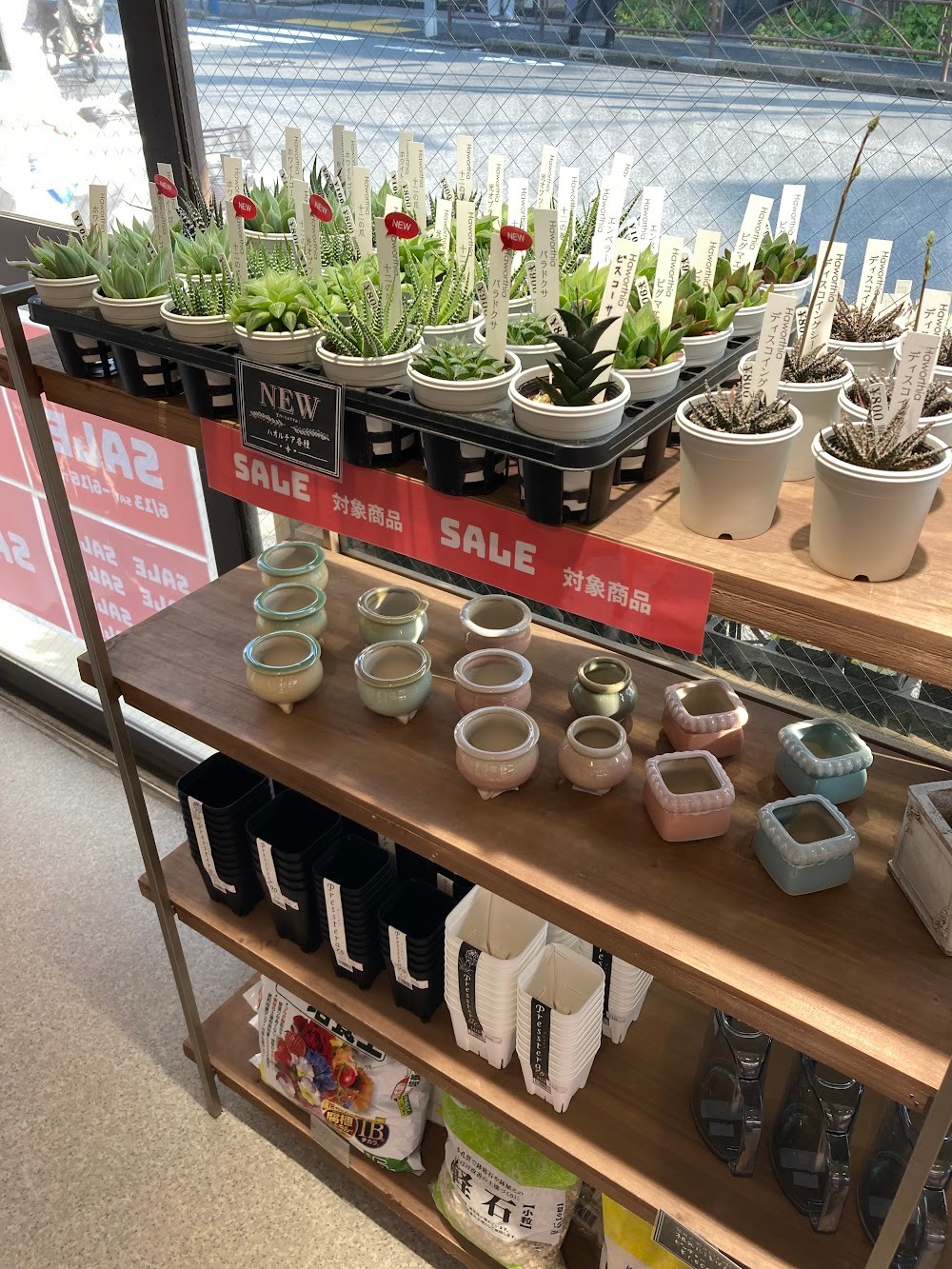 東京でエケベリアがたくさん並ぶ無人販売店|多肉植物専門店リュミエール葛飾店_20260613