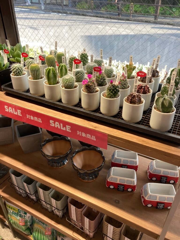 東京でエケベリアがたくさん並ぶ無人販売店|多肉植物専門店リュミエール葛飾店_20260613