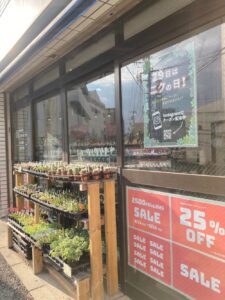キャンペーン開催中！|多肉植物専門店リュミエール葛飾店_20260613