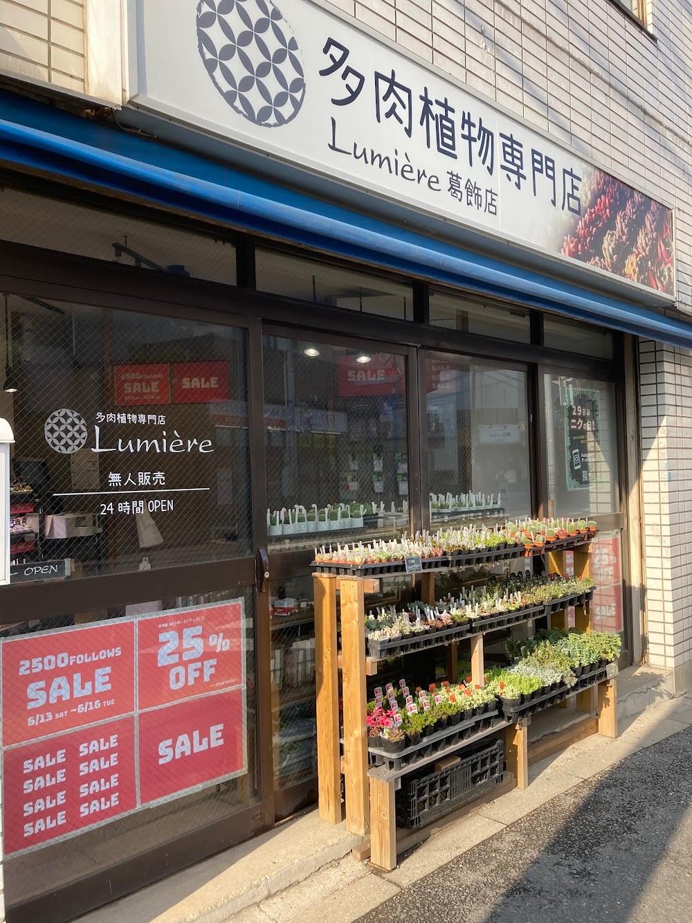 東京でエケベリアがたくさん並ぶ無人販売店|多肉植物専門店リュミエール葛飾店_20260613