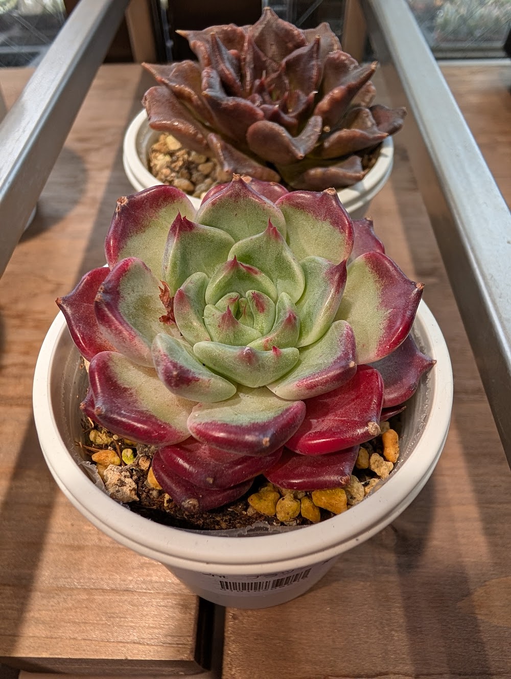 東京でエケベリアがたくさん並ぶ無人販売店|多肉植物専門店リュミエール葛飾店_20260614