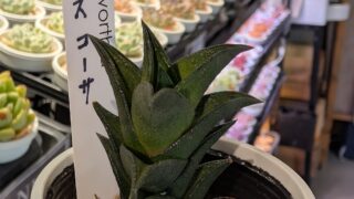 東京でエケベリアがたくさん並ぶ無人販売店|多肉植物専門店リュミエール葛飾店_20260614