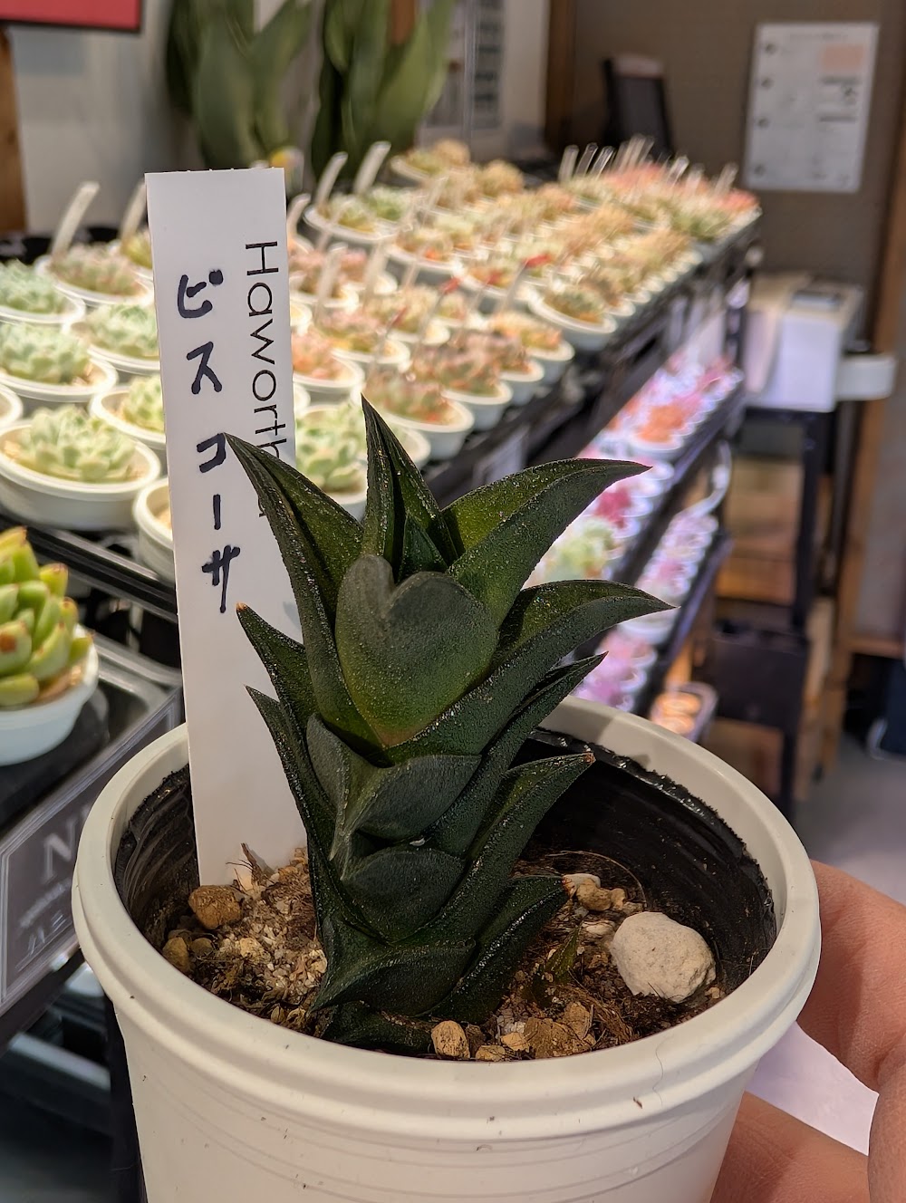東京でエケベリアがたくさん並ぶ無人販売店|多肉植物専門店リュミエール葛飾店_20260614