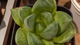 東京でエケベリアがたくさん並ぶ無人販売店|多肉植物専門店リュミエール葛飾店_20260616