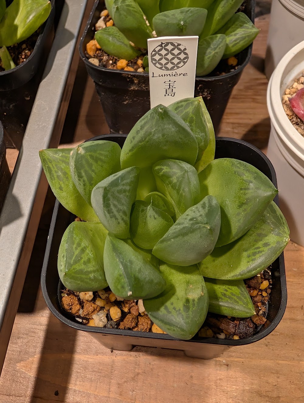 東京でエケベリアがたくさん並ぶ無人販売店|多肉植物専門店リュミエール葛飾店_20260616