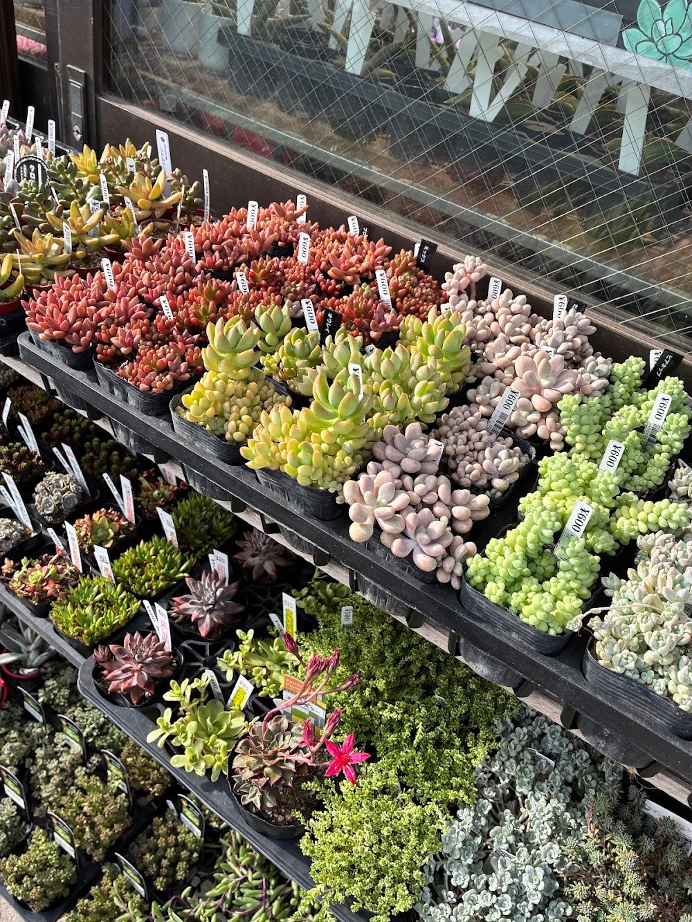 東京でエケベリアがたくさん並ぶ無人販売店|多肉植物専門店リュミエール葛飾店_20260618
