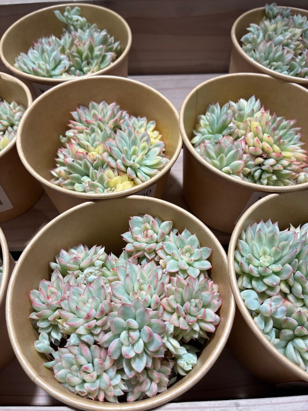 東京でエケベリアがたくさん並ぶ無人販売店|多肉植物専門店リュミエール葛飾店_20260618