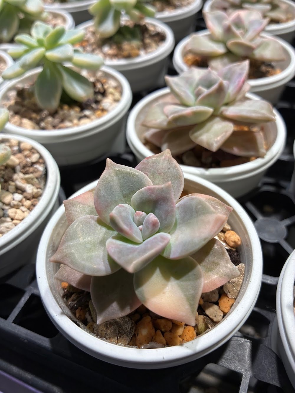 東京でエケベリアがたくさん並ぶ無人販売店|多肉植物専門店リュミエール葛飾店_20260618