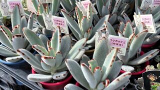 東京でエケベリアがたくさん並ぶ無人販売店|多肉植物専門店リュミエール葛飾店_20260618