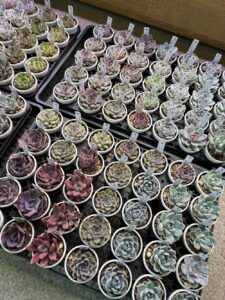 東京でエケベリアがたくさん並ぶ無人販売店|多肉植物専門店リュミエール葛飾店_20260618