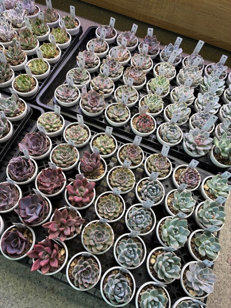 東京でエケベリアがたくさん並ぶ無人販売店|多肉植物専門店リュミエール葛飾店_20260618