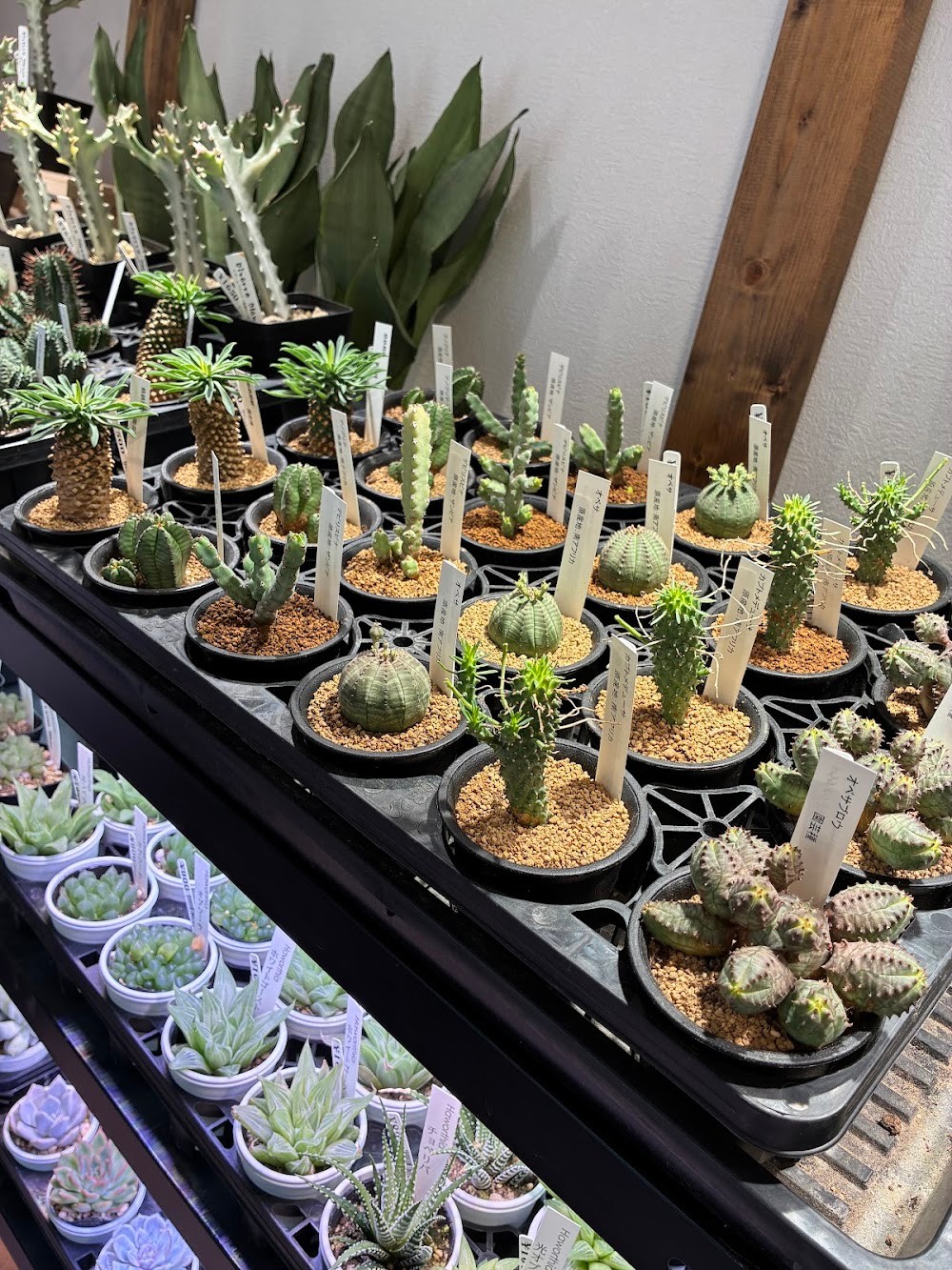 東京でエケベリアがたくさん並ぶ無人販売店|多肉植物専門店リュミエール葛飾店_20260618