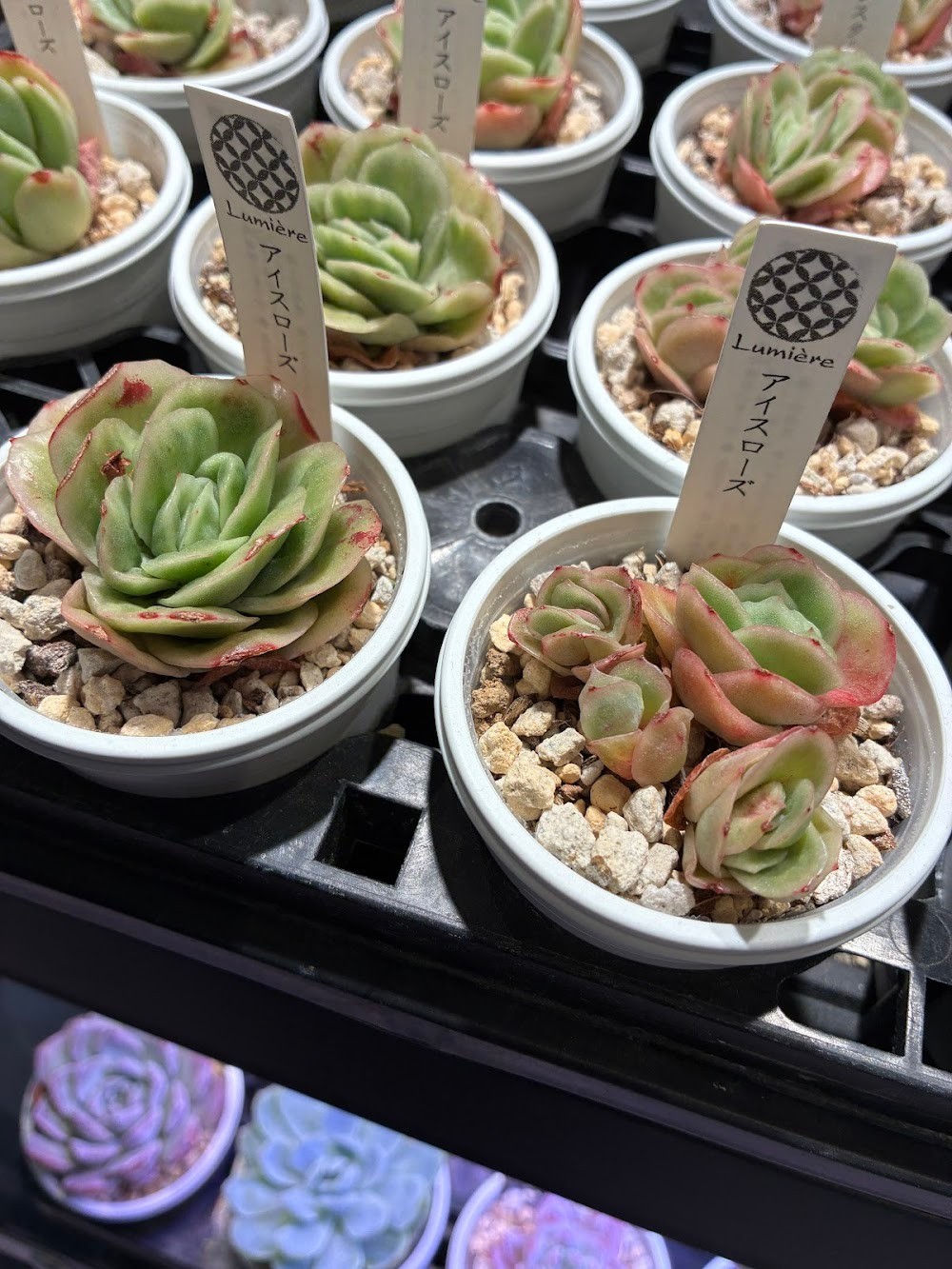 東京でエケベリアがたくさん並ぶ無人販売店|多肉植物専門店リュミエール葛飾店_20260618
