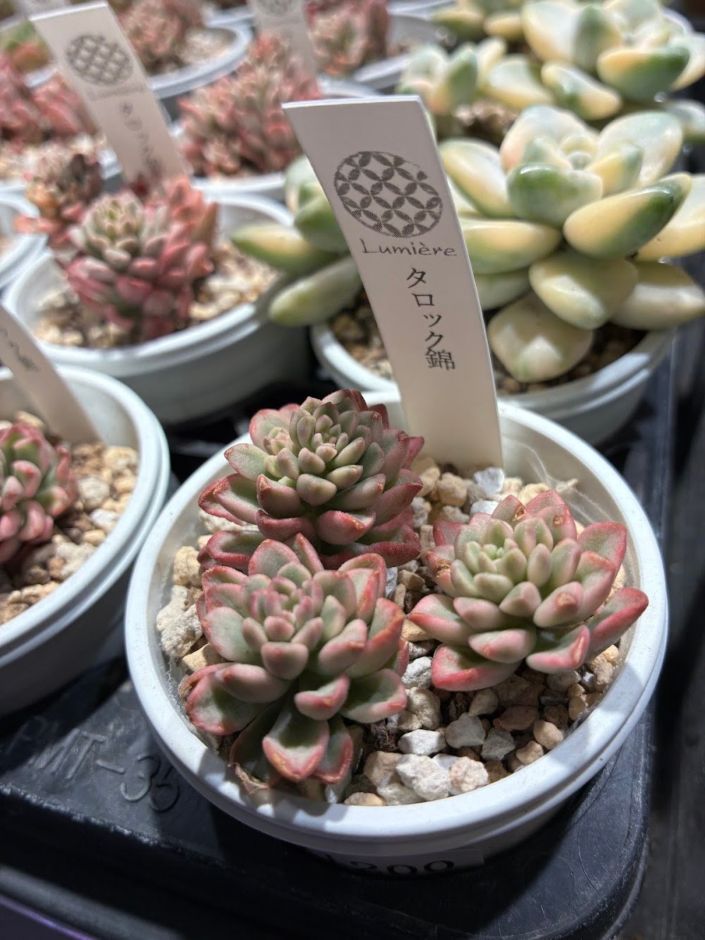 東京でエケベリアがたくさん並ぶ無人販売店|多肉植物専門店リュミエール葛飾店_20260618