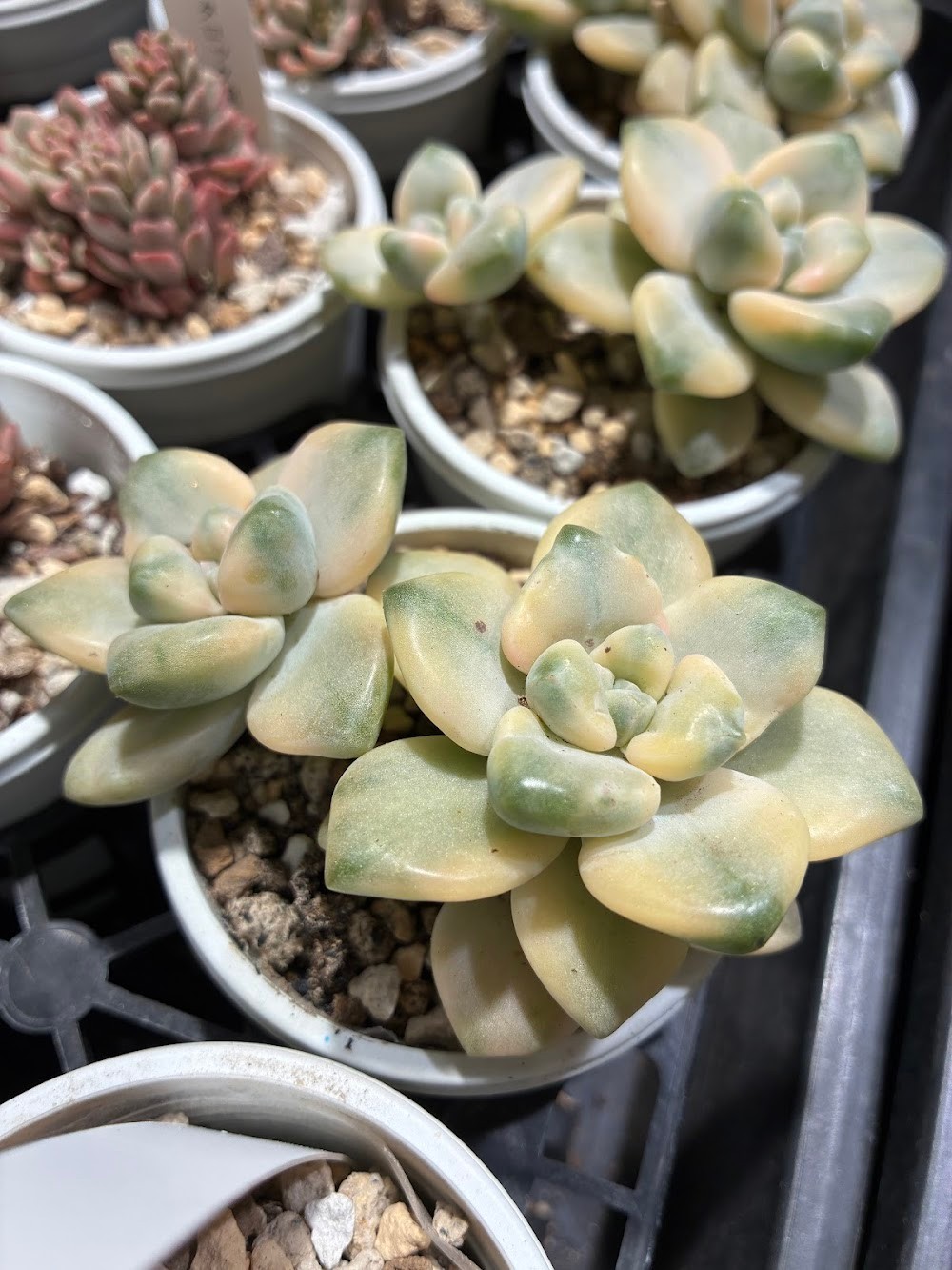 東京でエケベリアがたくさん並ぶ無人販売店|多肉植物専門店リュミエール葛飾店_20260618