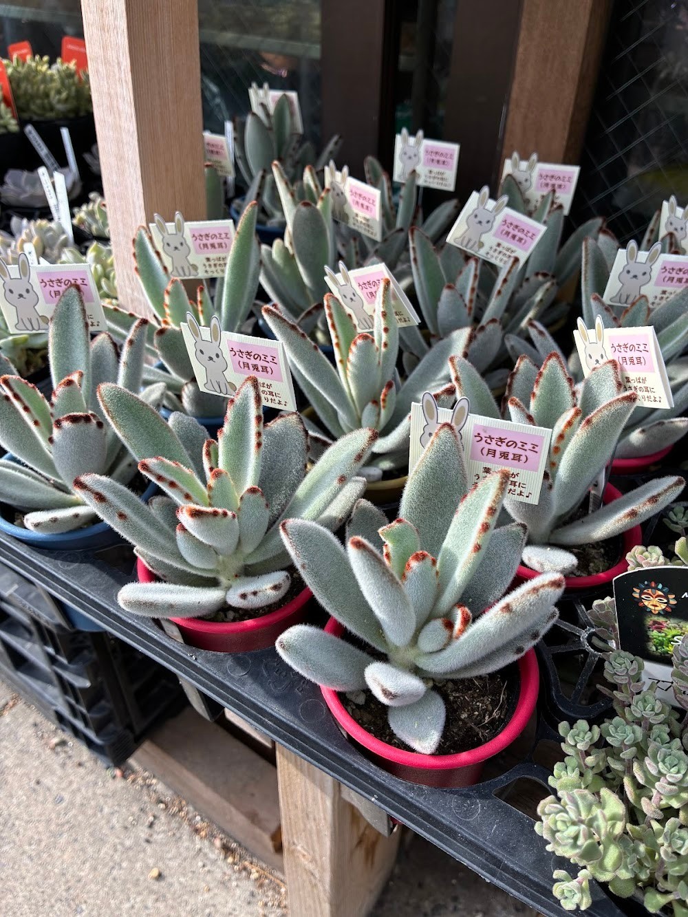 東京でエケベリアがたくさん並ぶ無人販売店|多肉植物専門店リュミエール葛飾店_20260618